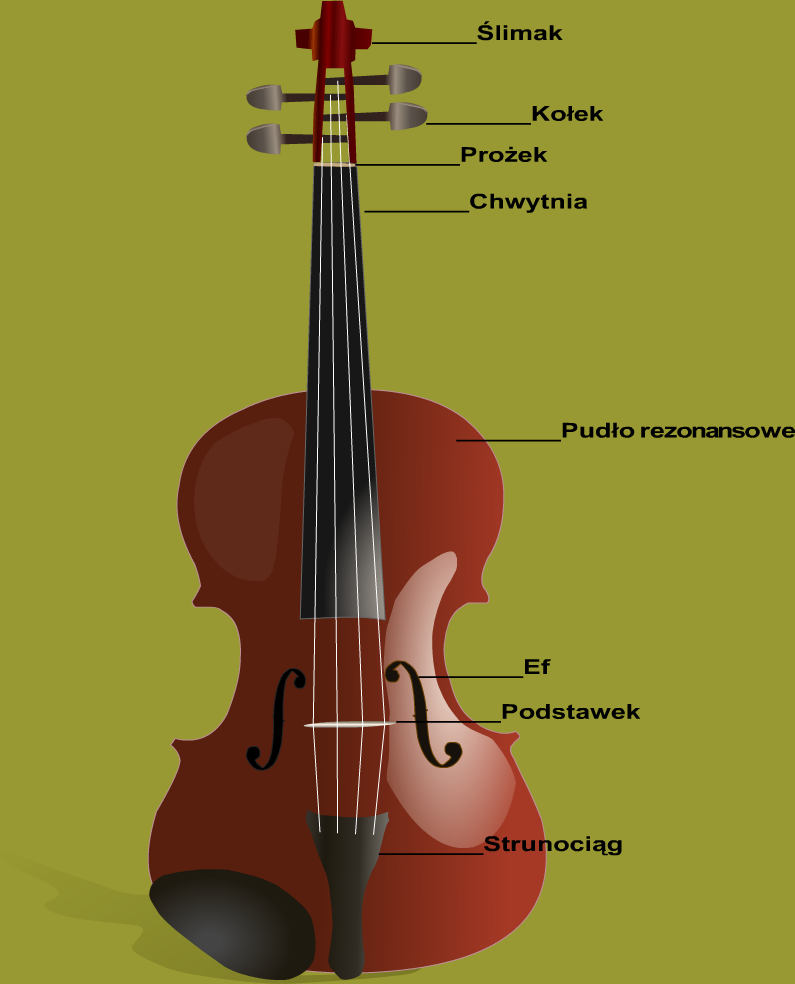 Schematyczny rysunek przedstawiający budowę skrzypiec